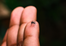 Prefeitura de Bela Vista de Minas reforça campanha de combate à dengue